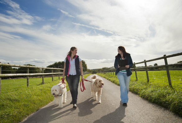 Become a volunteer at Freedom Ranch Rescue for Animals