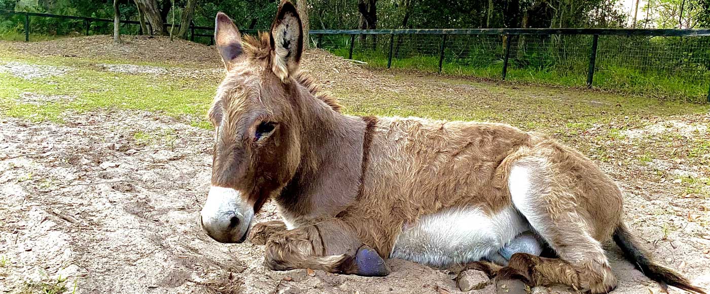 Please consider donating to Freedom Ranch Rescue and give animals a chance of a loving home