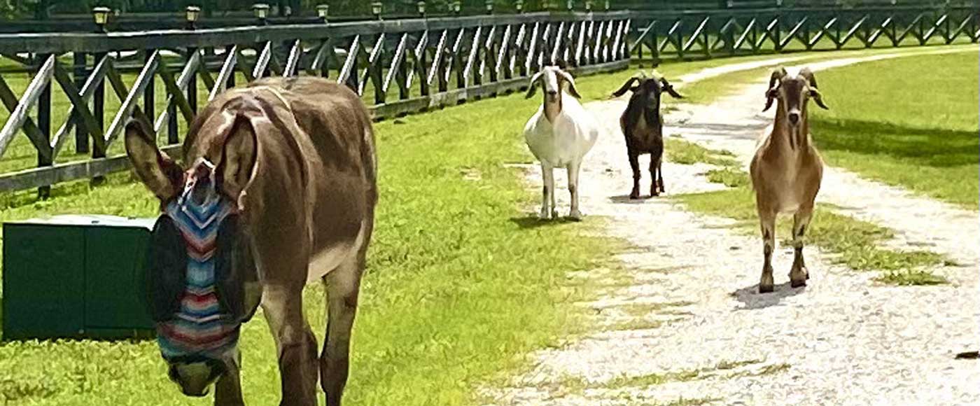 Dog and Cat rescue for Sarasota and Manatee county