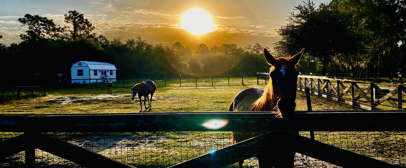 Dog and Cat rescue for Sarasota and Manatee county